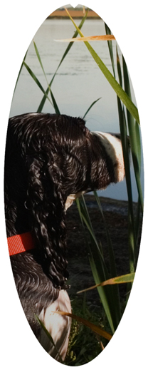 DNSA18-312 Gone Hunting (Duck with Dog)